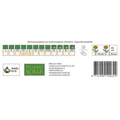 Triumph Tulpen 'Hugs & Kisses', weiß, rosa, Größe 11/12, 7 Blumenzwiebeln
