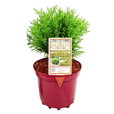 Kugel-Lebensbaum 'Mecki'®, 10er-Set, Höhe 15-20 cm, Topf 3 Liter Kugel-Lebensbaum 'Mecki'®, 10er-Set, Höhe 15-20 cm, Topf 3 Liter