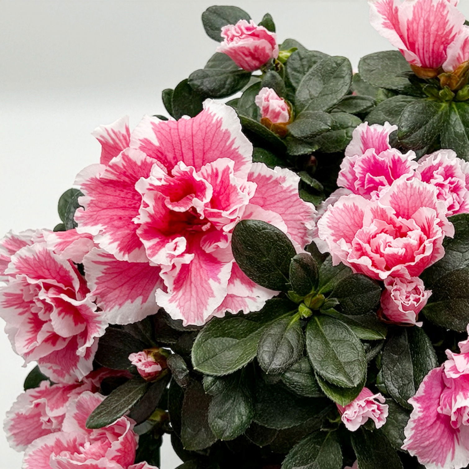 Azalee 'Vogel' Mix, gefüllt, Topf-Ø 11 cm, Höhe ca. 20 cm, 8 Pflanzen Azalee 'Vogel' Mix, gefüllt, Topf-Ø 11 cm, Höhe ca. 20 cm, 8 Pflanzen