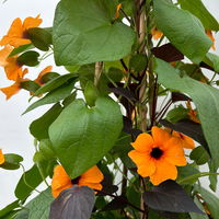 Thunbergia-Ziersüßkartoffel Pyramide, Farbe zufällig, Topf-Ø 21cm, Höhe ca.100cm