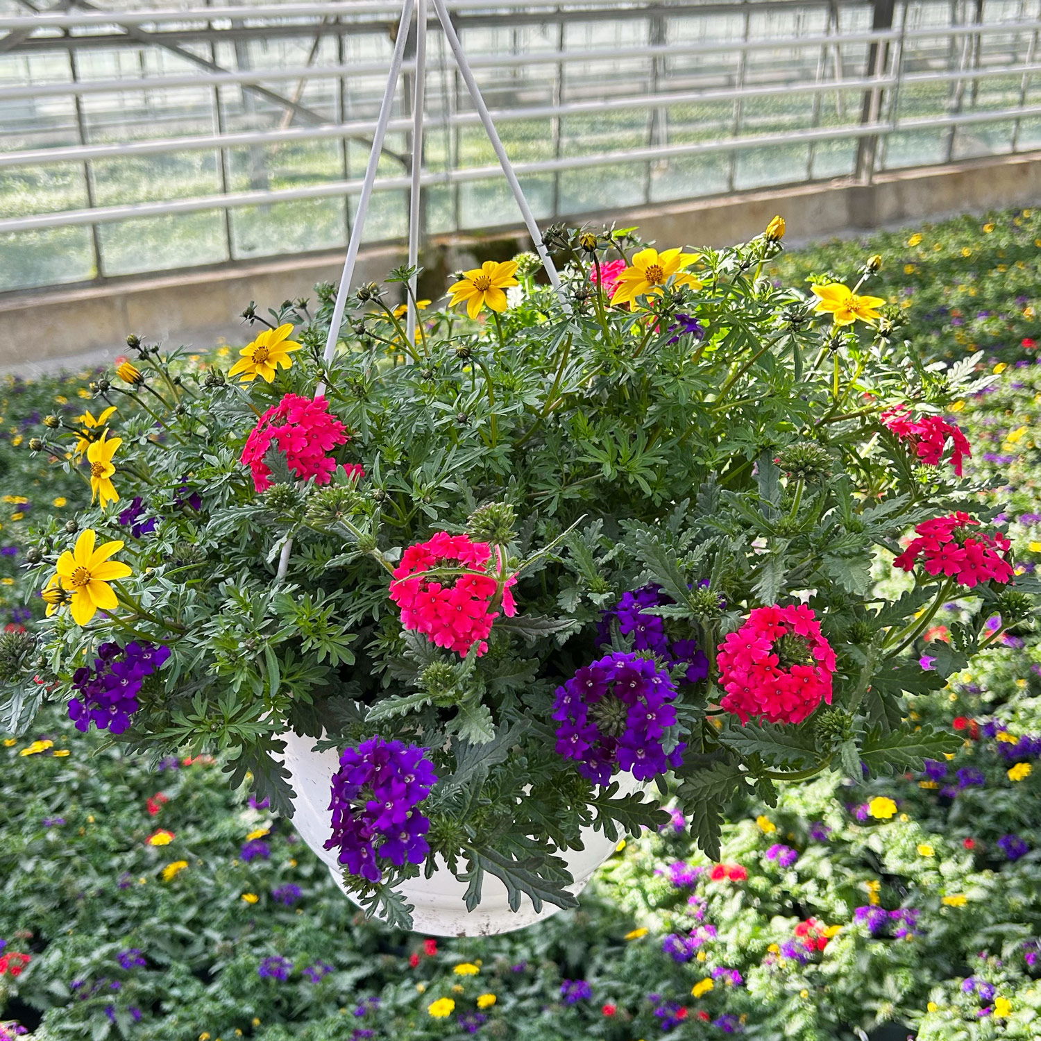 Blumenampel TrioMio™ 'Tweety Funk', blau-pink-gelb, Ampeltopf-Ø ca. 27 cm