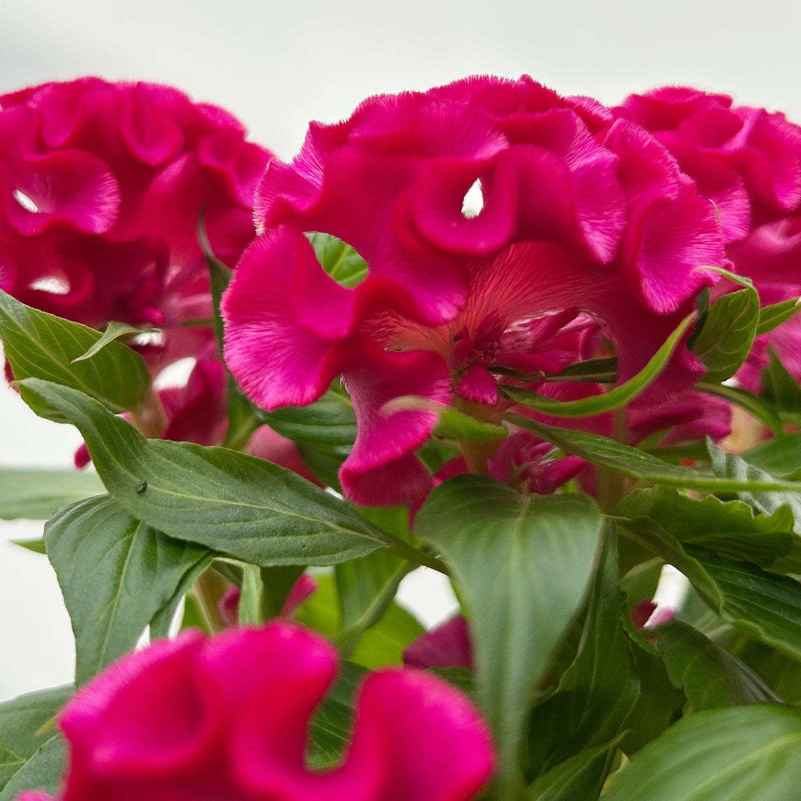 Celosia 'Tasty Twist Mix', Farben zufällig, Topf-Ø 12 cm, 6 Pflanzen Celosia 'Tasty Twist Mix', Farben zufällig, Topf-Ø 12 cm, 6 Pflanzen