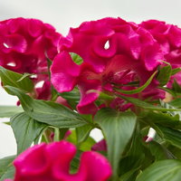 Celosia 'Tasty Twist Mix', Farben zufällig, Topf-Ø 12 cm, 6 Pflanzen Celosia 'Tasty Twist Mix', Farben zufällig, Topf-Ø 12 cm, 6 Pflanzen