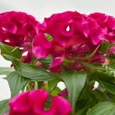 Celosia 'Tasty Twist Mix', Farben zufällig, Topf-Ø 12 cm, 6 Pflanzen Celosia 'Tasty Twist Mix', Farben zufällig, Topf-Ø 12 cm, 6 Pflanzen