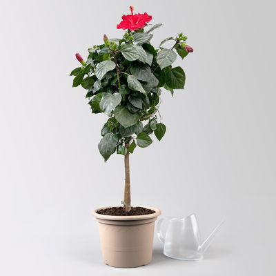 Hibiskus, rot, Stamm, Topf-Ø 23 cm, Höhe ca. 90 cm