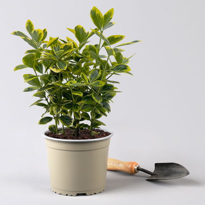 Japanischer Spindelstrauch, Euonymus japonicus 'Marieke',  Topf-Ø 17 cm, 2er-Set Japanischer Spindelstrauch, Euonymus japonicus 'Marieke',  Topf-Ø 17 cm, 2er-Set
