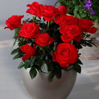 Rose 'Mercedes Kordana® Grande', rot, Topf-Ø 10,5 cm, 3 Pflanzen