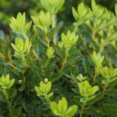 Rhododendron 'Bloombux'® Pink, 6er-Set, Höhe 20-25 cm, Topf 2 Liter Rhododendron 'Bloombux'® Pink, 6er-Set, Höhe 20-25 cm, Topf 2 Liter