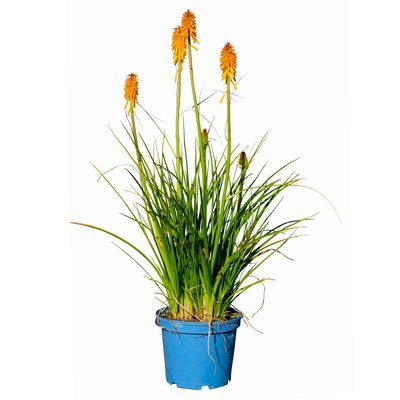 Fackellilie, Farbe zufällig, Topf-Ø ca. 19 cm