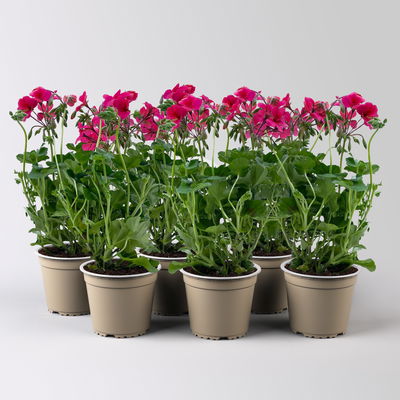 Geranie 'Rainbow Neon Purple', pink, hängend, Topf-Ø 13 cm, 6 Pflanzen Geranie 'Rainbow Neon Purple', pink, hängend, Topf-Ø 13 cm, 6 Pflanzen
