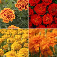 Tagetes, Farbe zufällig, Topf-Ø 12 cm, 6 Pflanzen
