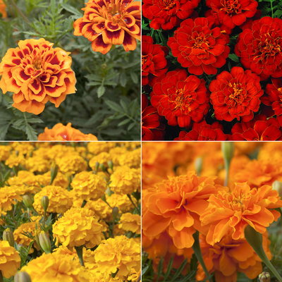 Tagetes, Farbe zufällig, Topf-Ø 13 cm, 6 Pflanzen