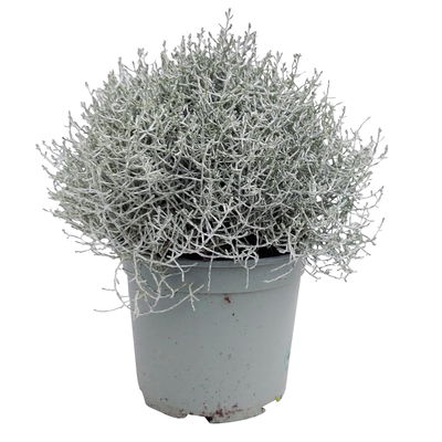 Calocephalus silber-grau, Topf-Ø 12/13 cm, 6 Pflanzen