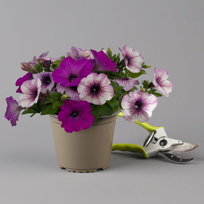 Petunien 'Duo' lila & flieder -lila geadert, hängend, Topf-Ø 14 cm, 4 Pflanzen