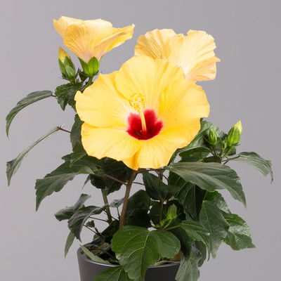 Hibiskus, gelb, mit Keramiktopf Dallas anthrazit, Topf-Ø 13 cm, 2 Pflanzen