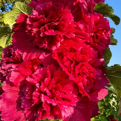 Stockrose, rot, Topf-Ø 13 cm, 6 Pflanzen Stockrose, rot, Topf-Ø 13 cm, 6 Pflanzen