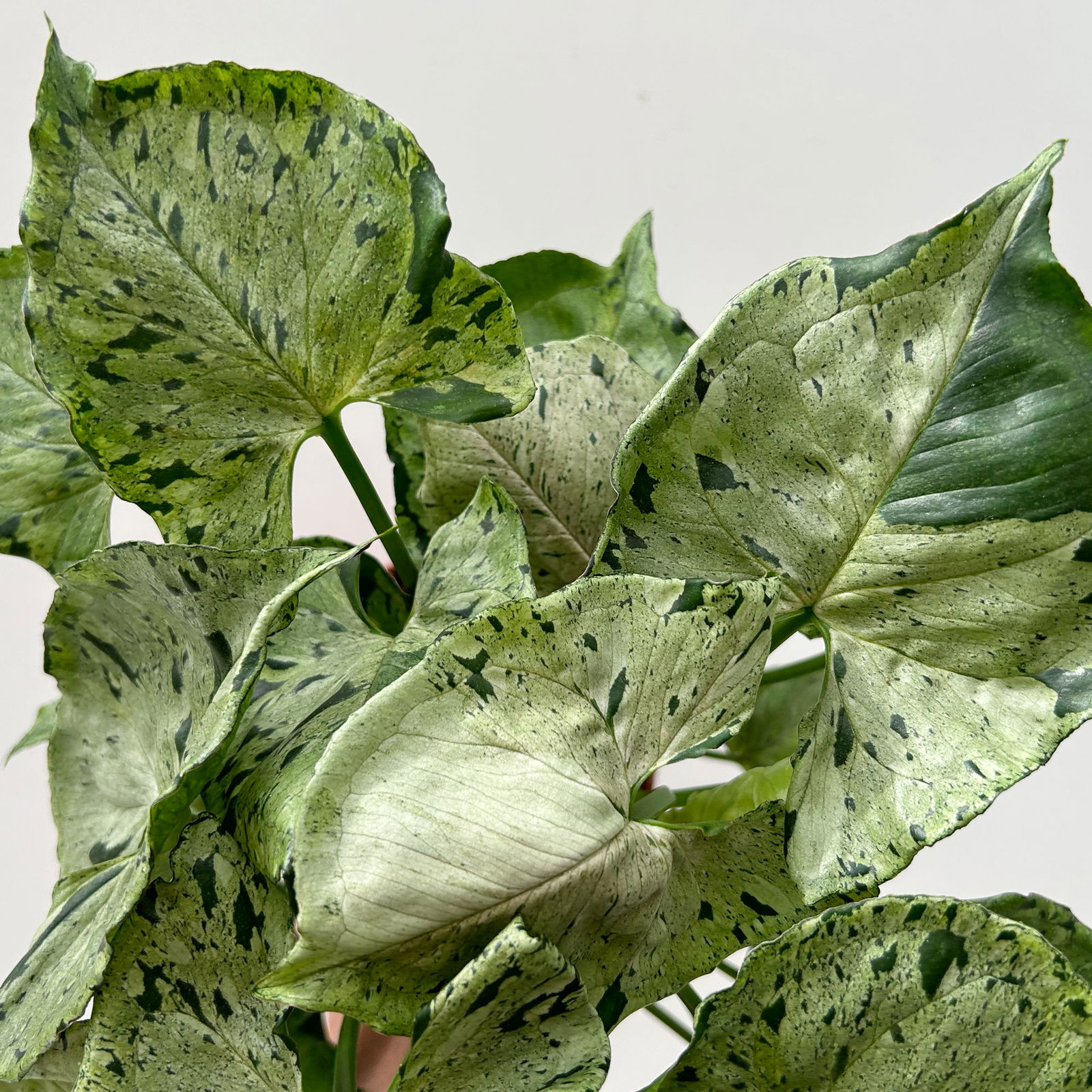 Syngonium 'Green Splash', Topf-Ø12cm, Höhe ca. 25 cm