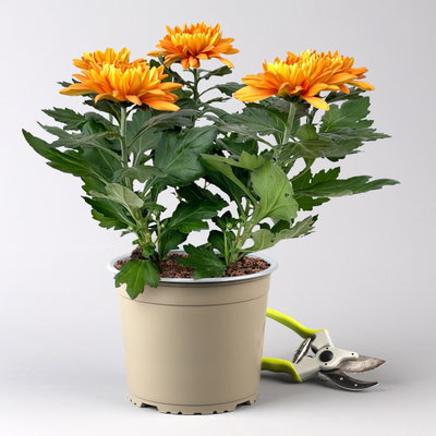 Chrysantheme 'Chrysanne® Zembla', orange, großblumig, Topf-Ø 17cm, 2 Pflanzen Chrysantheme 'Chrysanne® Zembla', orange, großblumig, Topf-Ø 17cm, 2 Pflanzen