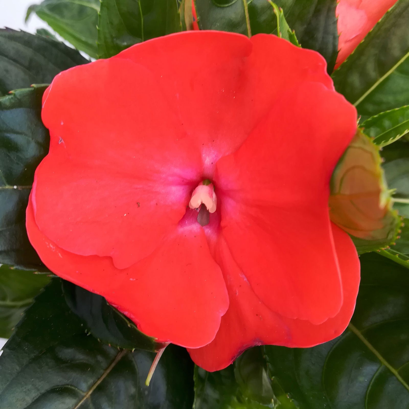 Edellieschen orange/hellrot, Topf-Ø 12 cm, 6 Pflanzen