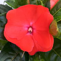 Edellieschen orange/hellrot, Topf-Ø 12 cm, 6 Pflanzen