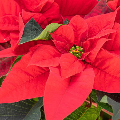 Weihnachtsstern rot, 6er-Set, Topf 10,5 cm Ø