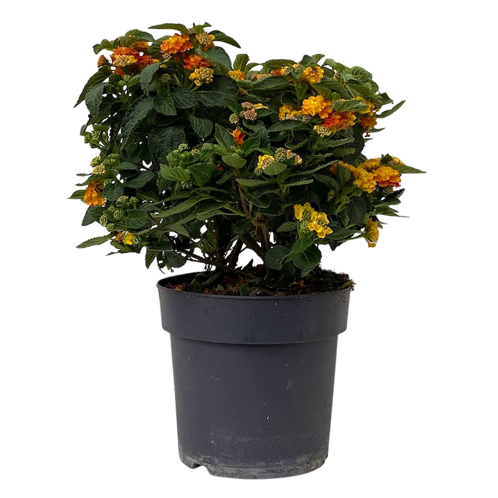Wandelröschen orange, Busch, Topf-Ø 17 cm