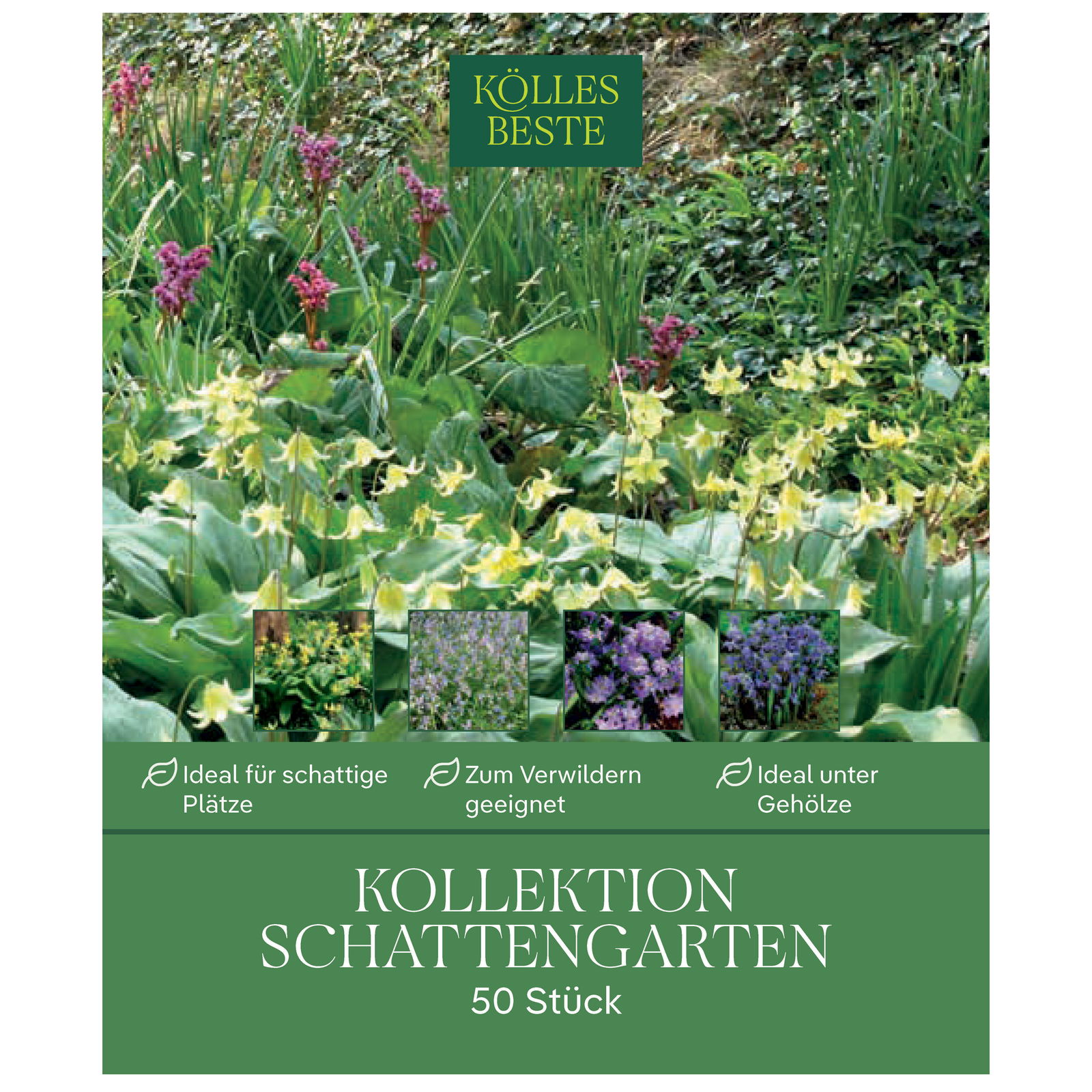 Kollektion Reizvoller Schattengarten, 50 Blumenzwiebeln