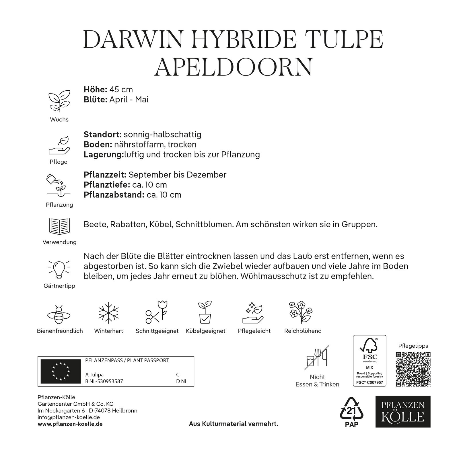 Darwin Hybride Tulpen Apeldoorn rot, 40 Blumenzwiebeln Darwin Hybride Tulpen Apeldoorn rot, 40 Blumenzwiebeln