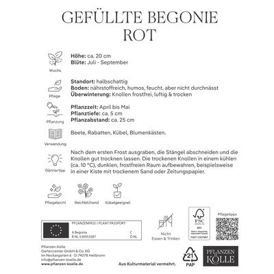 Kölles Beste Blumenknollen, Gefüllte Begonie 'Rot'