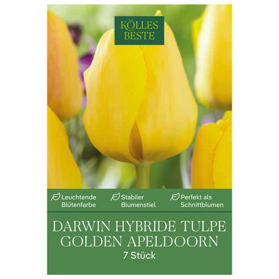 Darwin Hybride Tulpen Golden Apeldoorn gelb, 7 Blumenzwiebeln