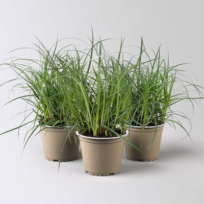 Bio Segge 'Bluish Green', grünblau, Topf-Ø 12 cm, 3 Pflanzen Bio Segge 'Bluish Green', grünblau, Topf-Ø 12 cm, 3 Pflanzen