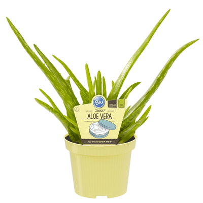 Blu Bio Aloe 'Sweet', Topf-Ø 12 cm, 2er-Set Blu Bio Aloe 'Sweet', Topf-Ø 12 cm, 2er-Set