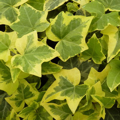 Efeu 'Gold Child' gelbgrün, Topf-Ø 9 cm, 12er-Set Efeu 'Gold Child' gelbgrün, Topf-Ø 9 cm, 12er-Set