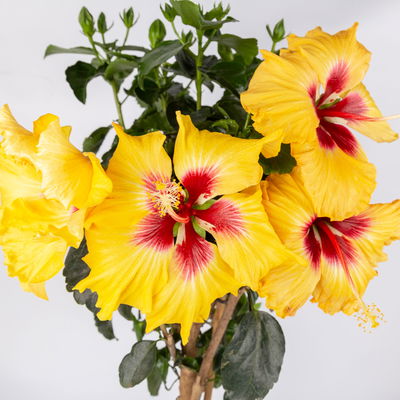 Hibiskus, gelb, Stamm, Topf-Ø 19 cm, Höhe ca. 75 cm