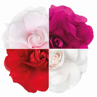 Fleißiges Lieschen, Farbe zufällig, gefüllt, Topf -Ø 12 cm, 6 Pflanzen