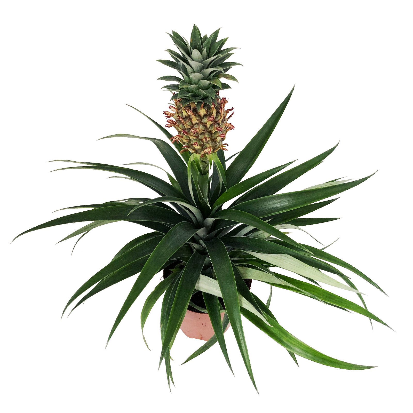 Zier-Ananas 'Amigo', Topf-Ø 12 cm, Höhe ca. 45 cm