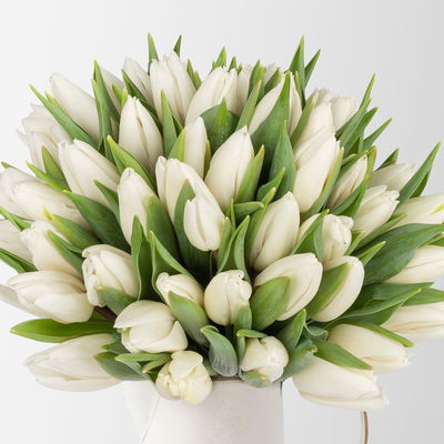 50 weiße Tulpen