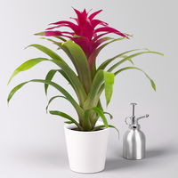 Guzmania 'Deseo Pink', Topf-Ø 12 cm, mit Übertopf Dallas weiß, Höhe ca. 50 cm