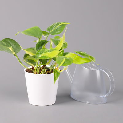 Philodendron 'Brasil' in Keramiktopf Dallas weiß, Topf-Ø 12 cm, 2er-Set Philodendron 'Brasil' in Keramiktopf Dallas weiß, Topf-Ø 12 cm, 2er-Set