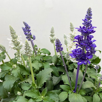 Mehliger Salbei 'Duo', blau-weiß, Topf-Ø 13 cm, 6 Pflanzen