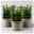 Immergrüner japanischer Spindelstrauch 'Green Spire', im Topf 13cm Ø, 3er Set