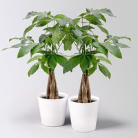 Glückskastanie, Topf-Ø 12 cm, inkl. Keramiktopf Dallas weiß, 2 Pflanzen