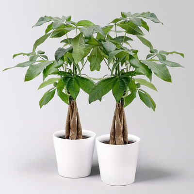 Glückskastanie, Topf-Ø 12 cm, inkl. Keramiktopf Dallas weiß, 2 Pflanzen