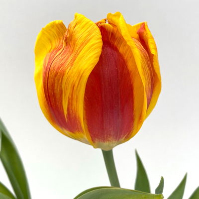 Tulpe zweifarbig, vorgetrieben, Topf-Ø 10 cm, 6 Pflanzen Tulpe zweifarbig, vorgetrieben, Topf-Ø 10 cm, 6 Pflanzen