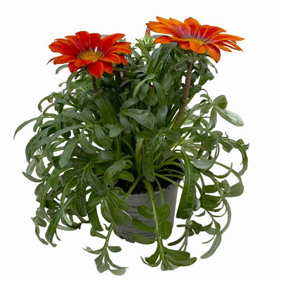 Mittagsgold Farbe zufällig, Topf-Ø 12 cm, 6er-Set Mittagsgold Farbe zufällig, Topf-Ø 12 cm, 6er-Set