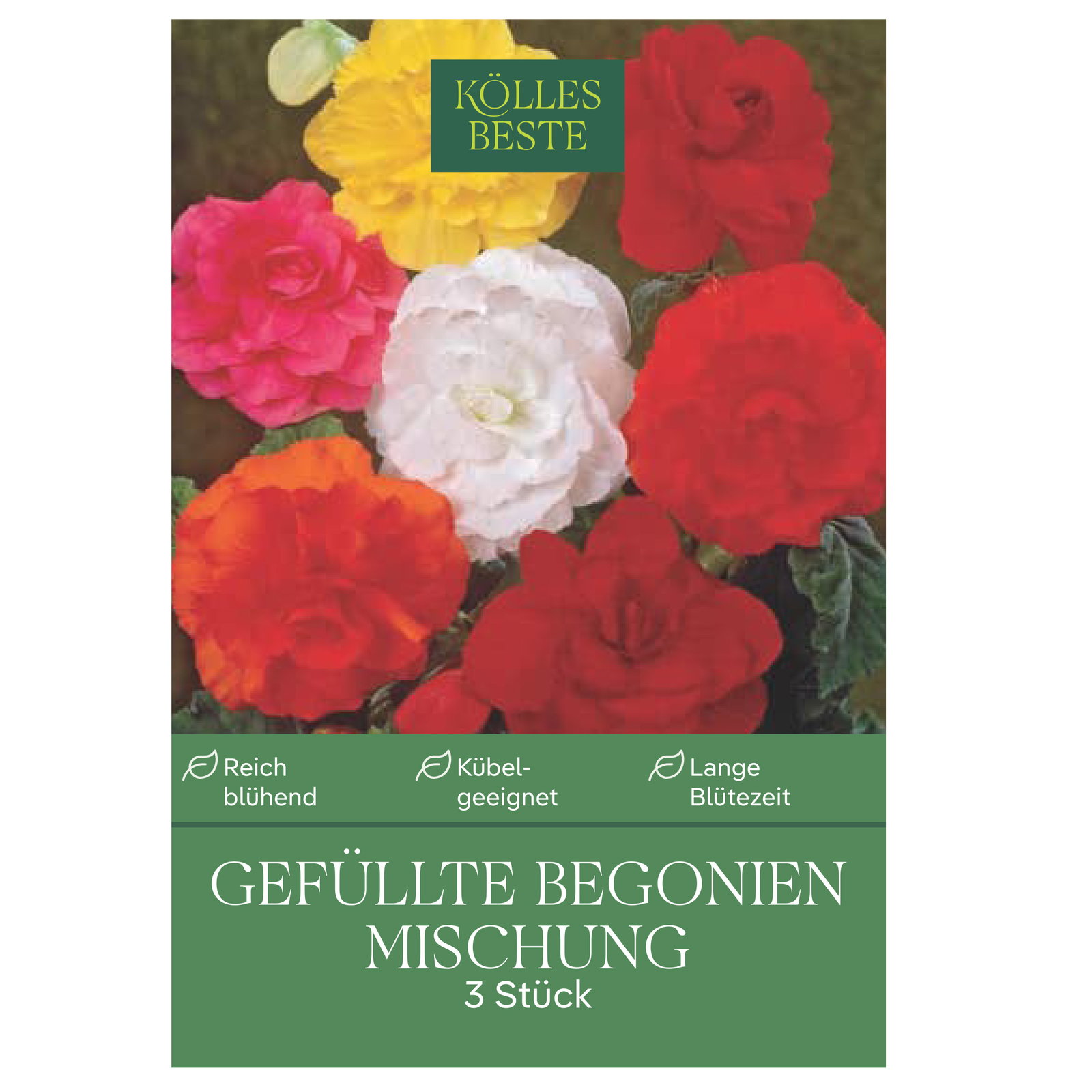 Kölles Beste Blumenknollen, Gefüllte Begonien Mischung Kölles Beste Blumenknollen, Gefüllte Begonien Mischung
