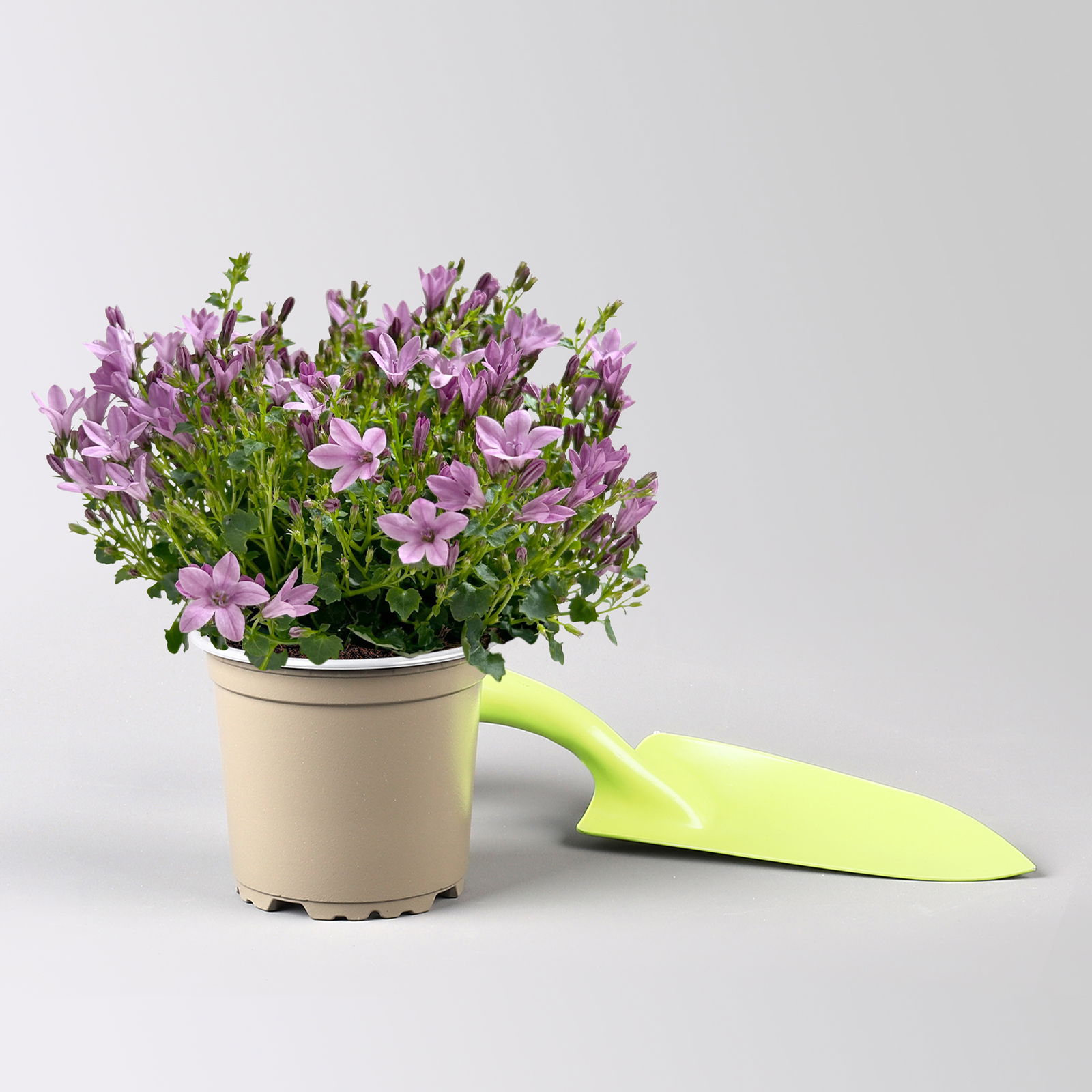 Glockenblume, rosa, Topf-Ø 10,5 cm, 3 Pflanzen