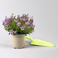 Glockenblume, rosa, Topf-Ø 10,5 cm, 3 Pflanzen