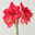 Amaryllis in Wachs, Dekor 'Superior Silver', Blüte pink
