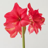 Amaryllis in Wachs, Dekor 'Superior Silver', Blüte pink